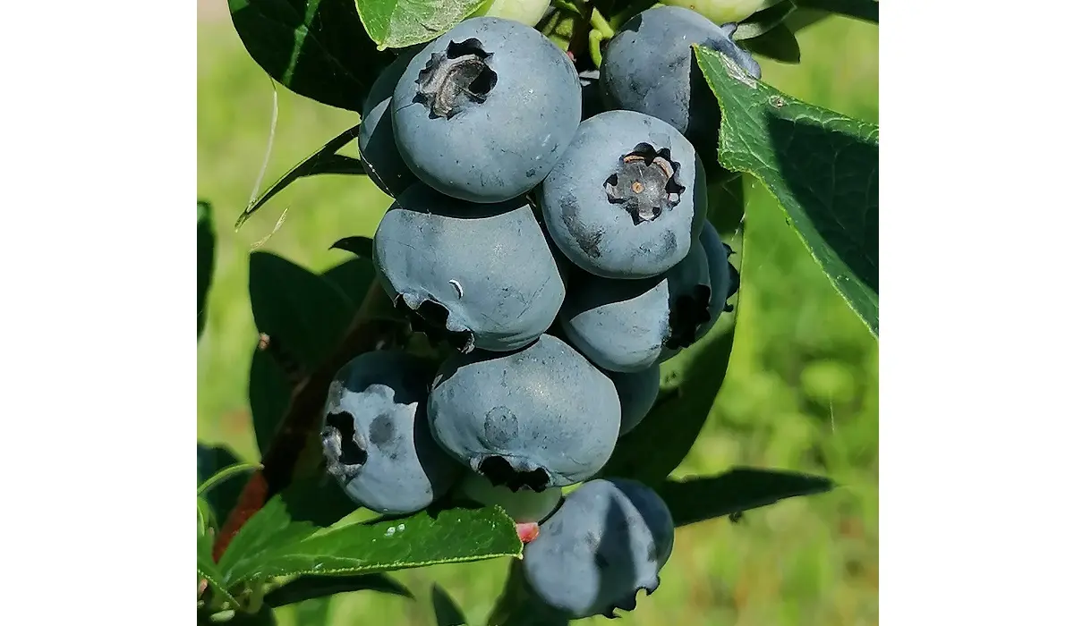 Mellenes